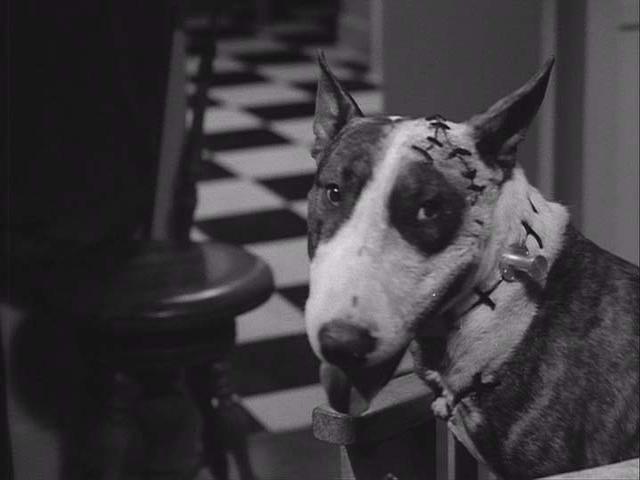 Frankenweenie Picture