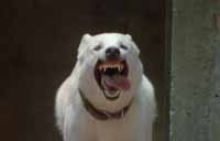 White Dog Picture